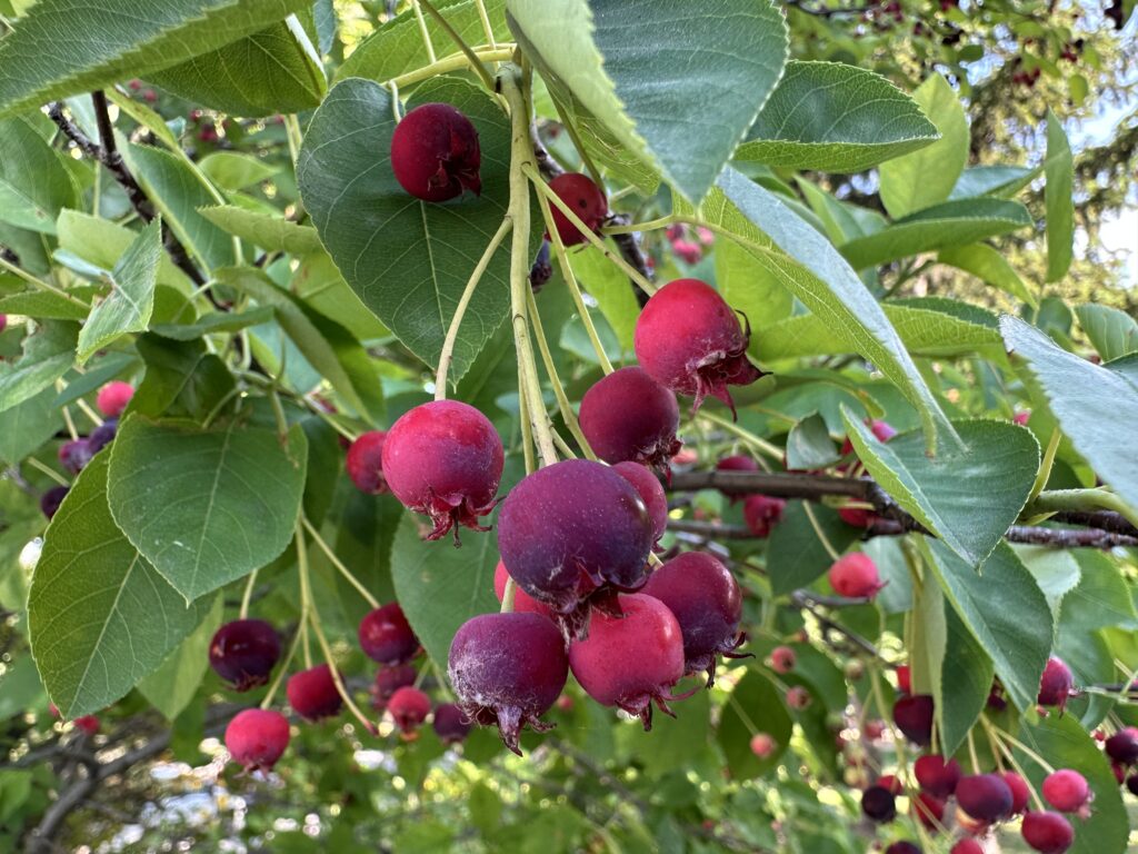 Serviceberries on tree. When the berries are purple they are ripe.