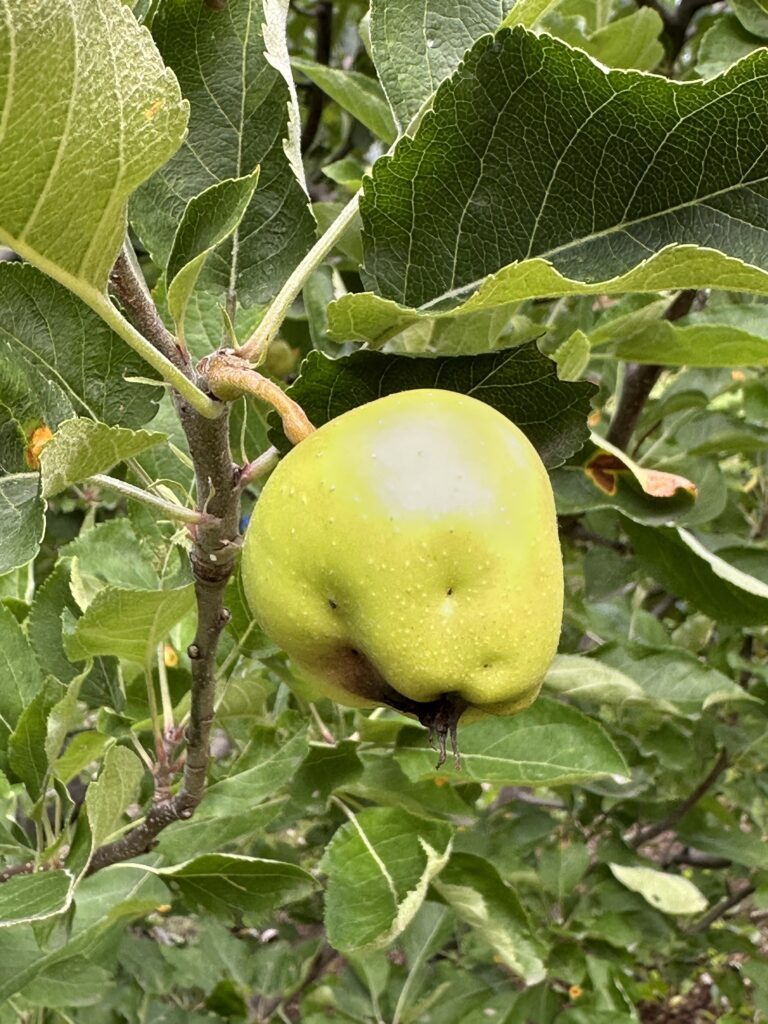 Dimpled misshapen apples can be a sign of apple maggot damage. Photo credit: OrchardPeople.com. 