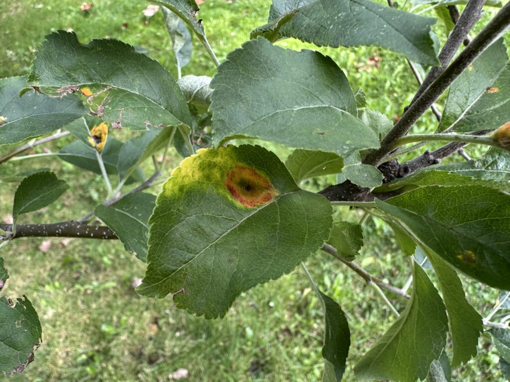 Orange spot on apple tree leaf signifying Cedar Apple Rust. 