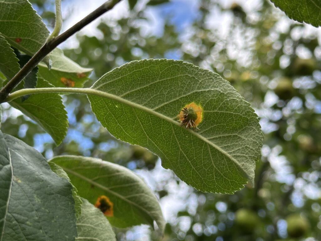 Cedar apple tree rust on the underside of the leaf exposes the fungal growths.