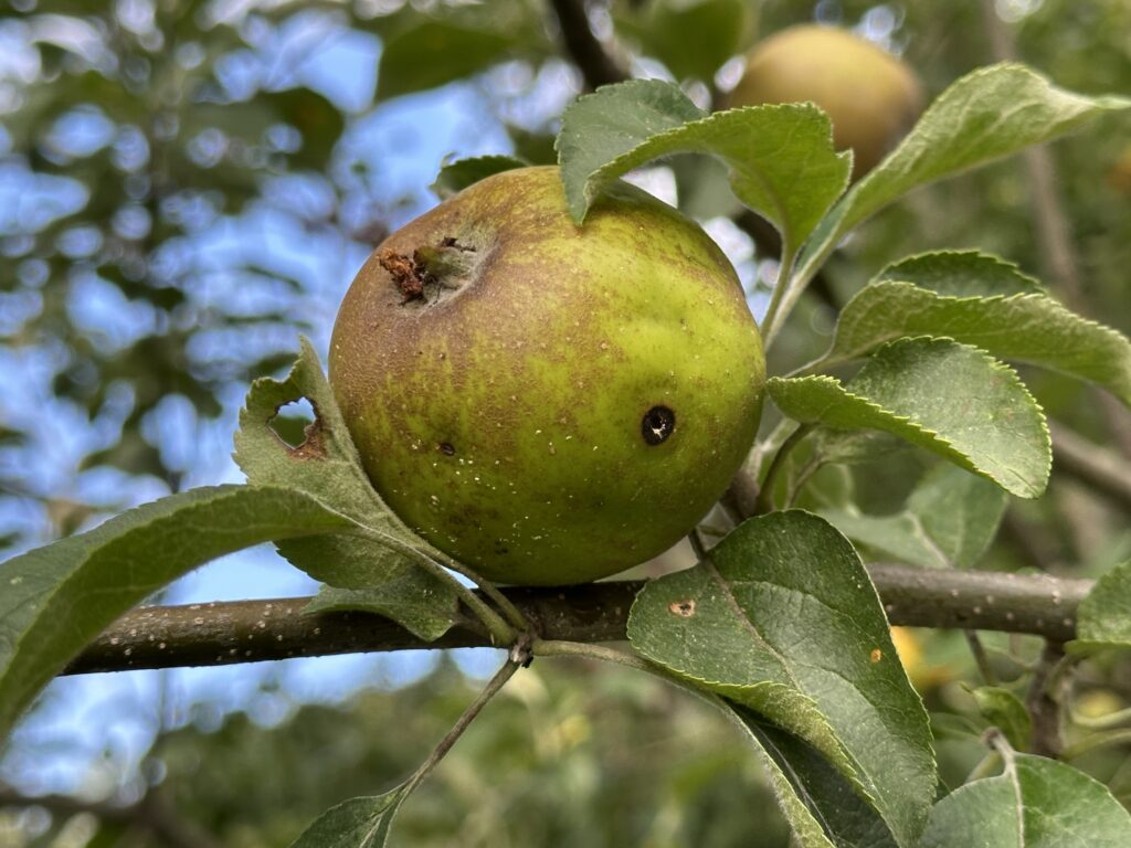 Apple on tree with coddling moth hole. 
