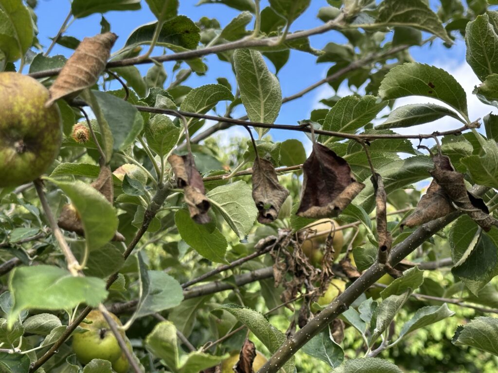 The dead looking branch on this tree is a sign of fire blight