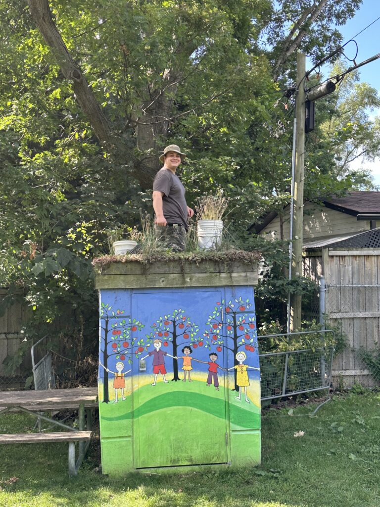 Young man kneeling on the green roof of the orchard shed with buckets of weeds that he has removed. 