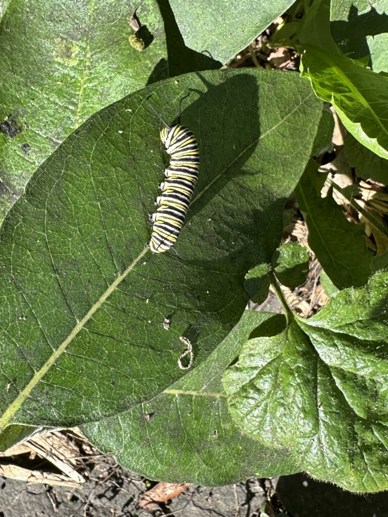 Monarch butterfly caterpillar on milkweed. Photo credit: OrchardPeople.com