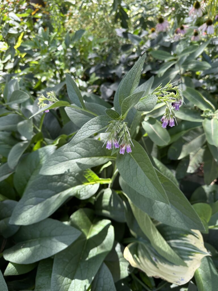 Close up of purple flowers on common comfrey