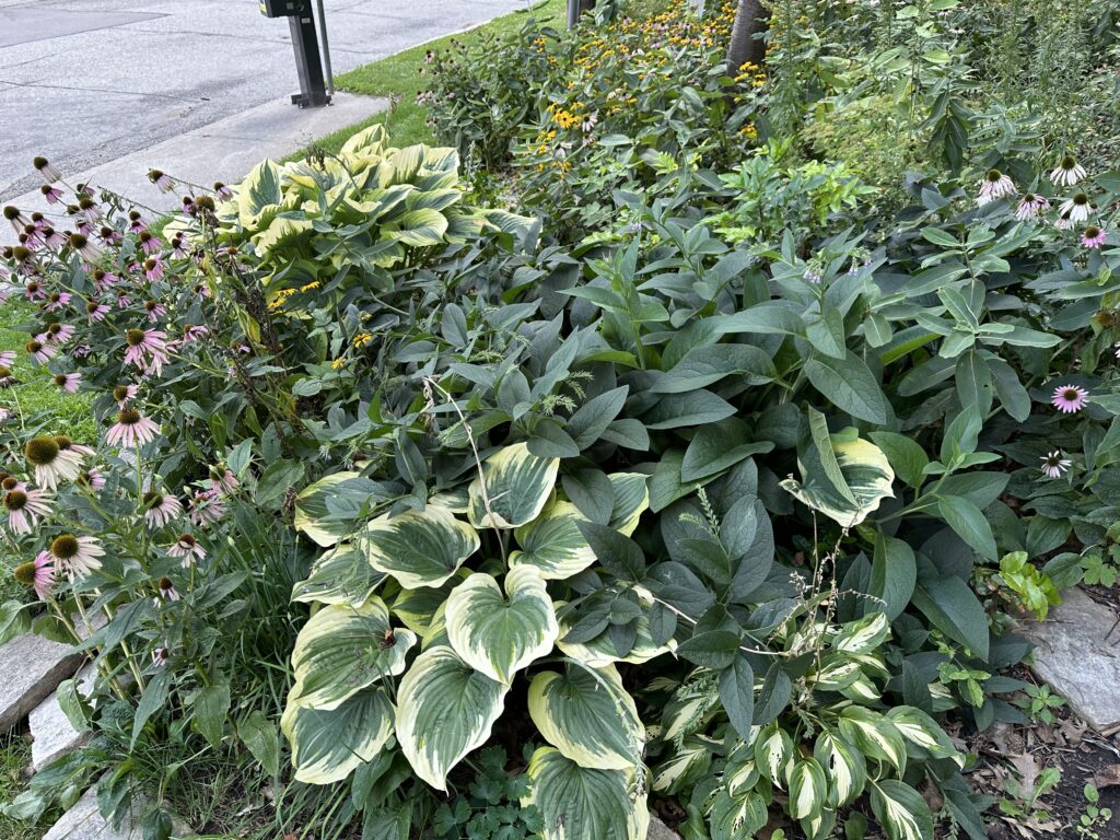Hostas crowded in by common comfrey