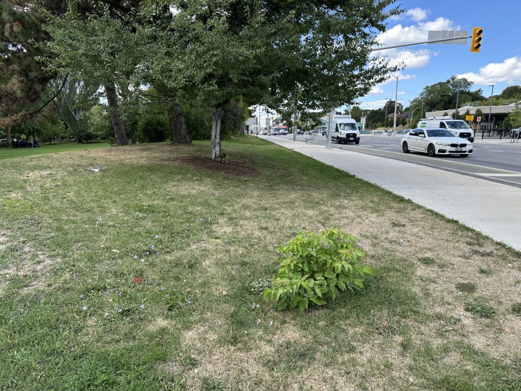Wide shot of park showing the manitoba maple weedy tree sprouting shoots. T