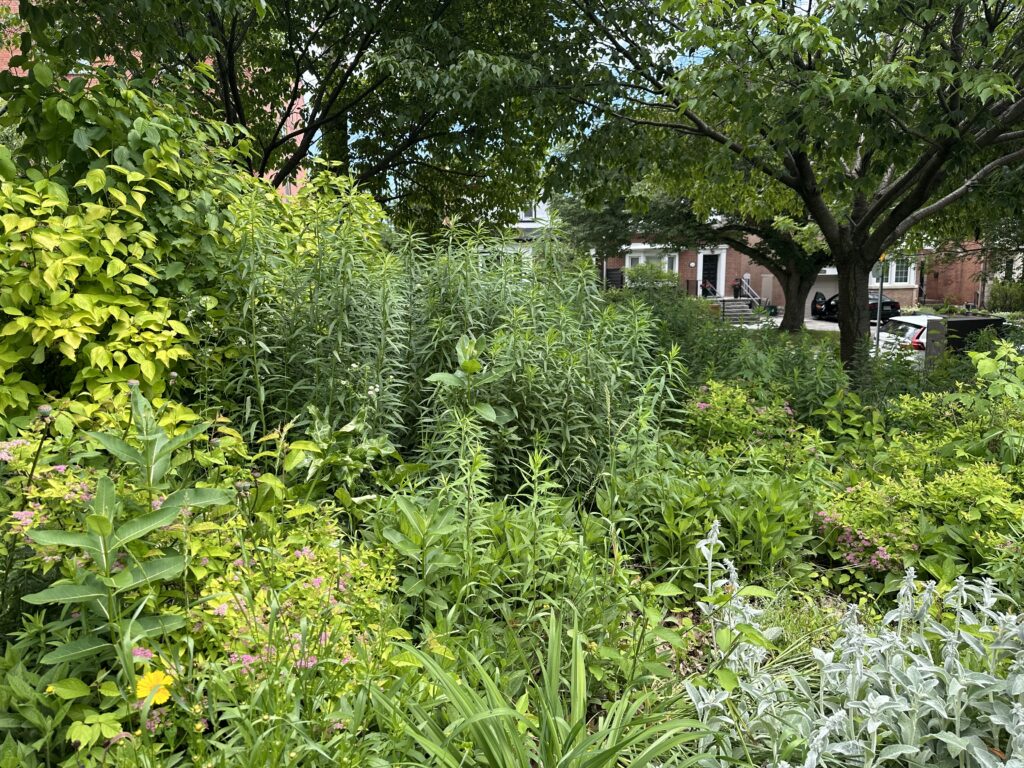 Overgrown Pollinator Garden in Ben Nobleman Park