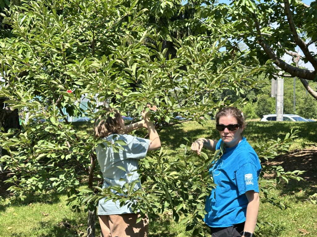 Two women pruning a sour cherry tree