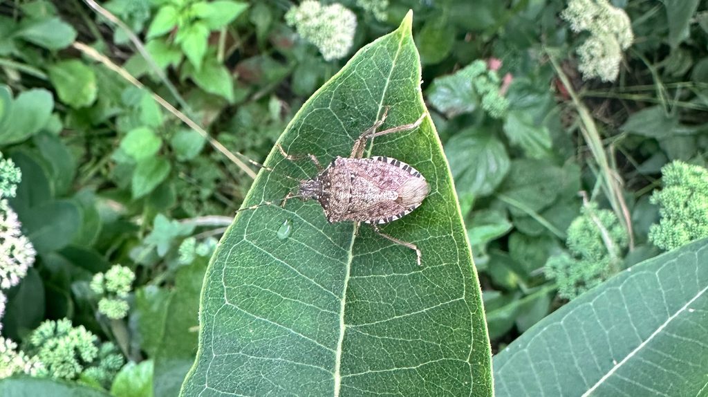 Rough stink bug on leaf