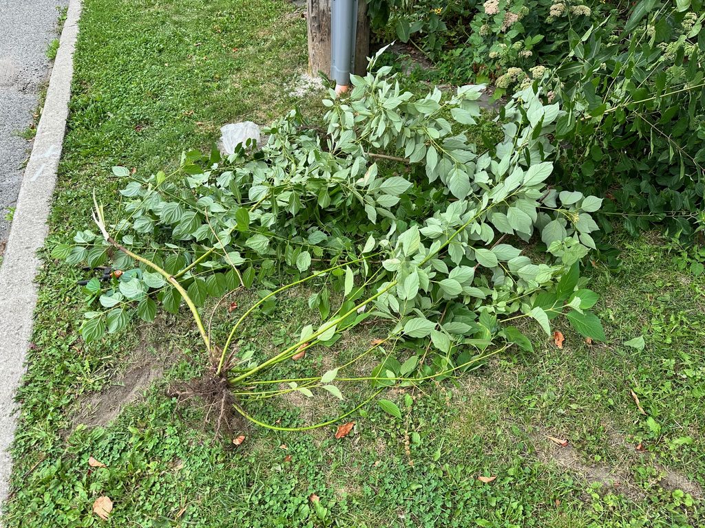 Large plant removed from the pollinator garden that we thought was a cherry tree sucker gone wild.