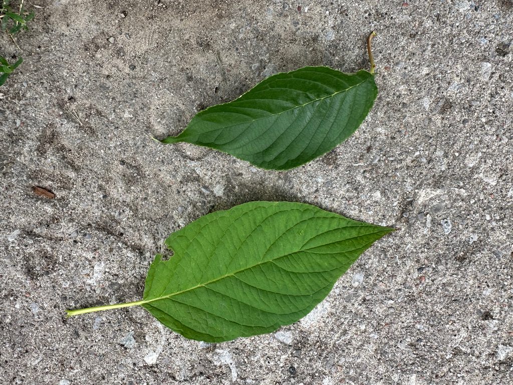 Two leaves that look similar...are they from the same species? 