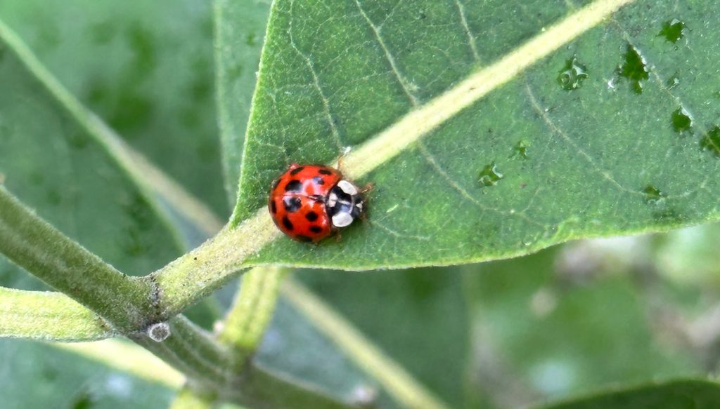 Asian lady beetle on leaf